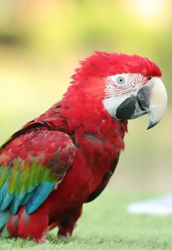 Creek Park Exotic Bird Show — photo 6 of 8